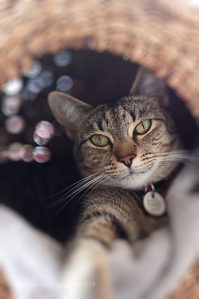 Fujifilm X-T2 sample photo. Nallah relax photography