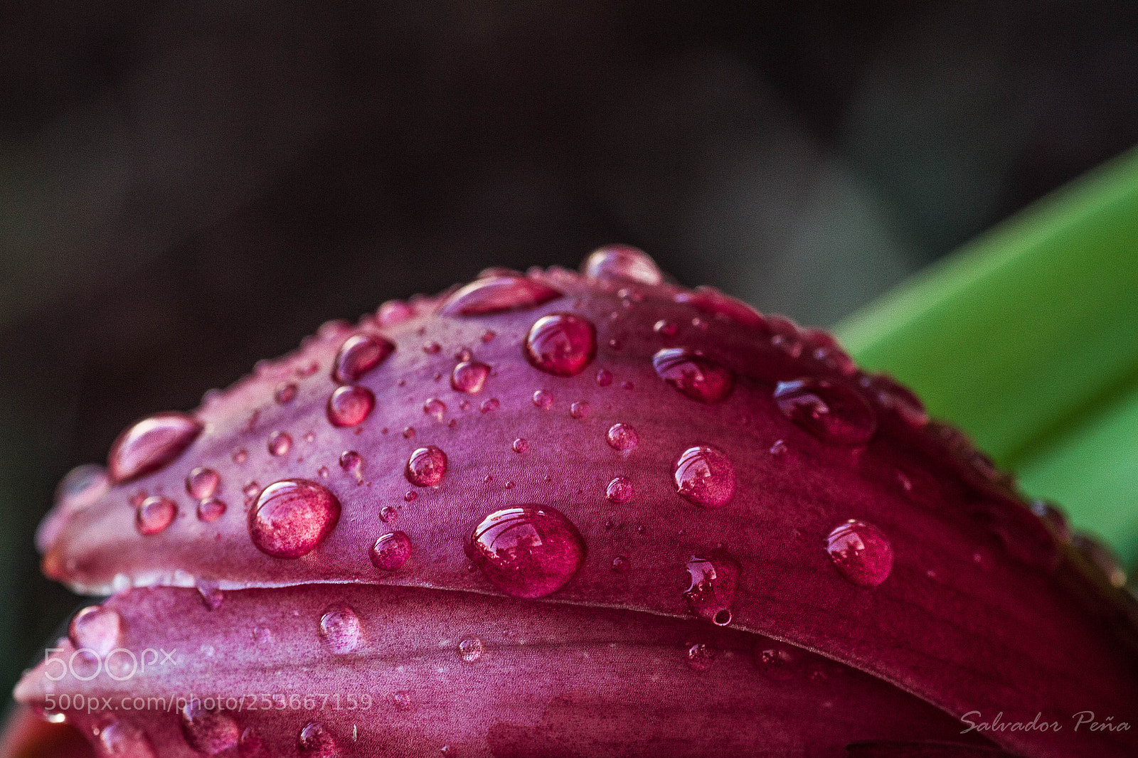 Canon EOS 7D sample photo. Water drops on a photography
