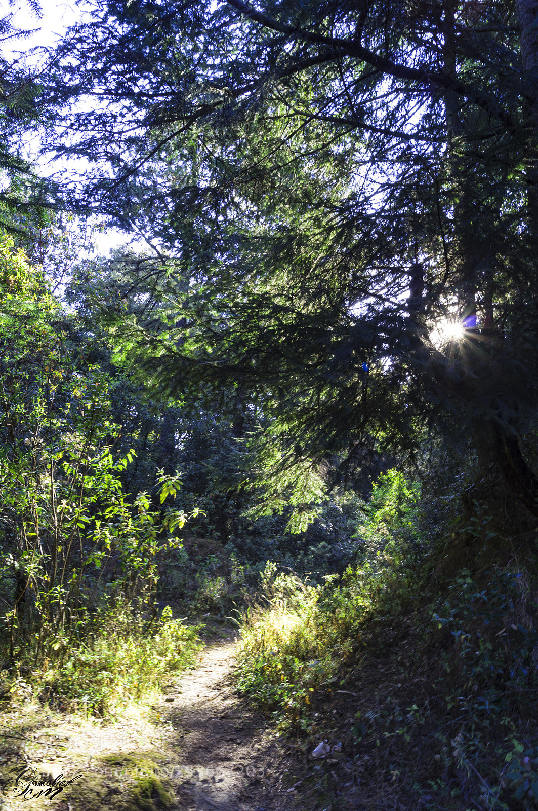 Sony SLT-A37 sample photo. Bosque photography