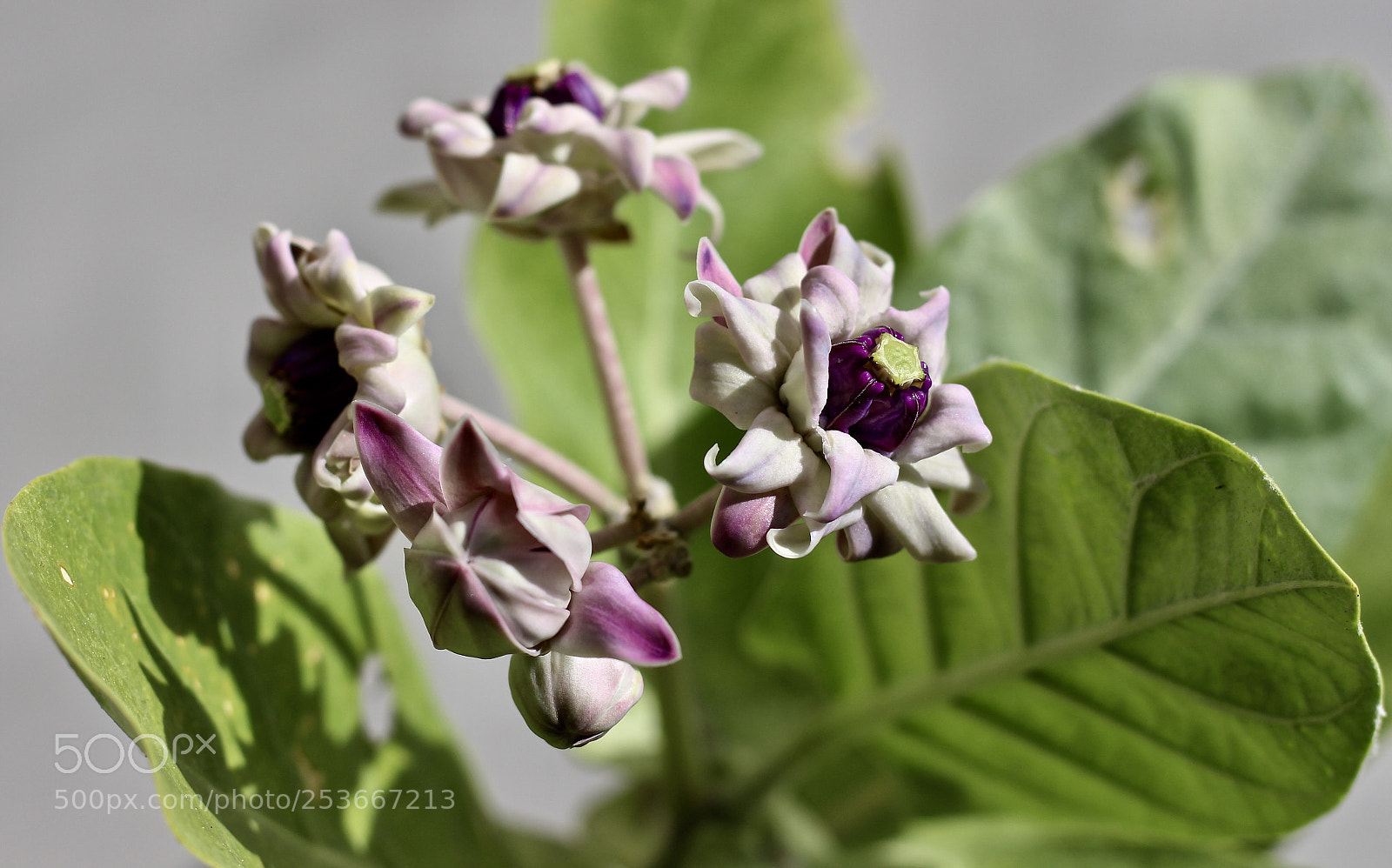 Canon EOS 700D (EOS Rebel T5i / EOS Kiss X7i) sample photo. The crown flower  photography