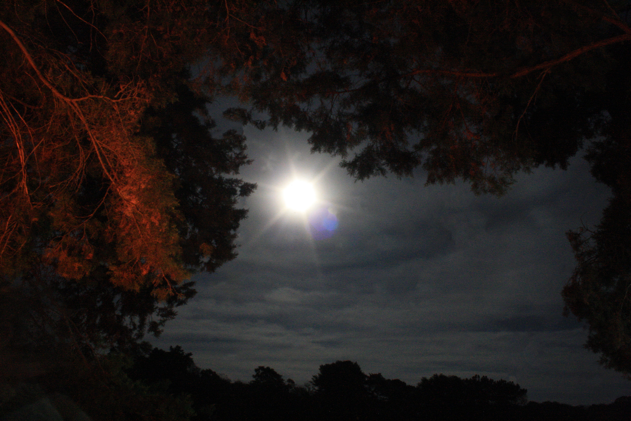 Canon EOS 1000D (EOS Digital Rebel XS / EOS Kiss F) sample photo. Carrizalillos de noche photography