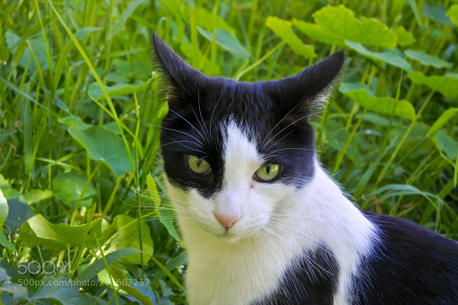 Nikon 1 J5 sample photo. "airplane ears" photography
