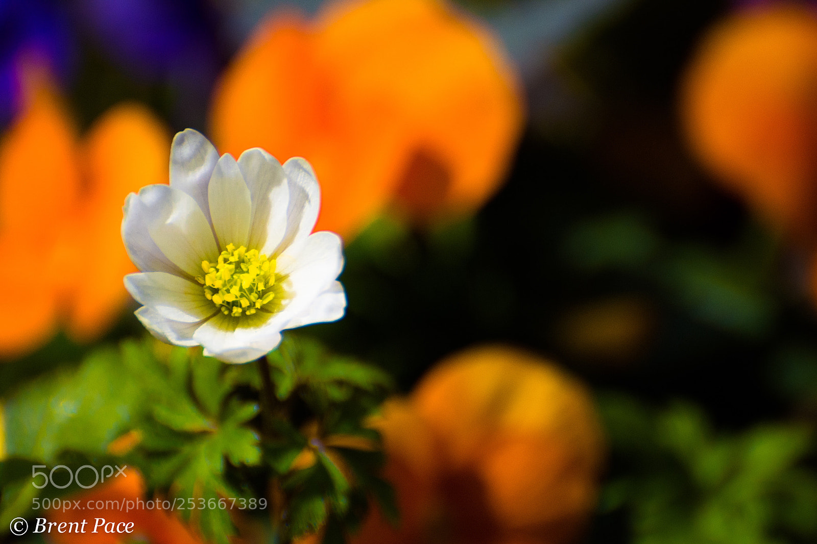 Nikon D7100 sample photo. White, yellow, and orange  photography