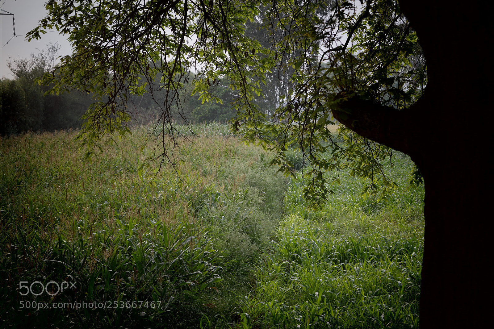 Samsung NX2000 sample photo. Morning ride photography