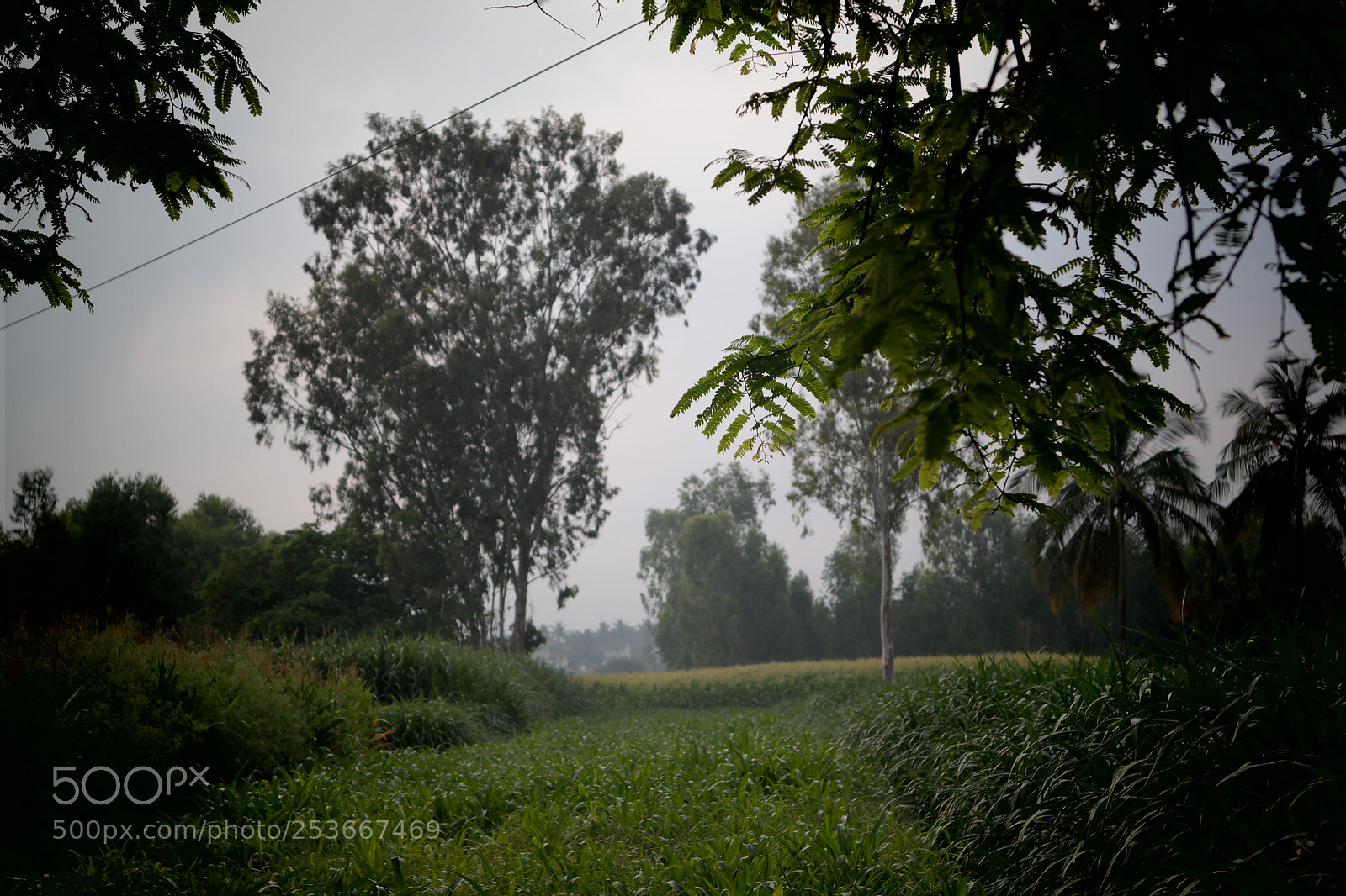 Samsung NX2000 sample photo. Morning ride photography