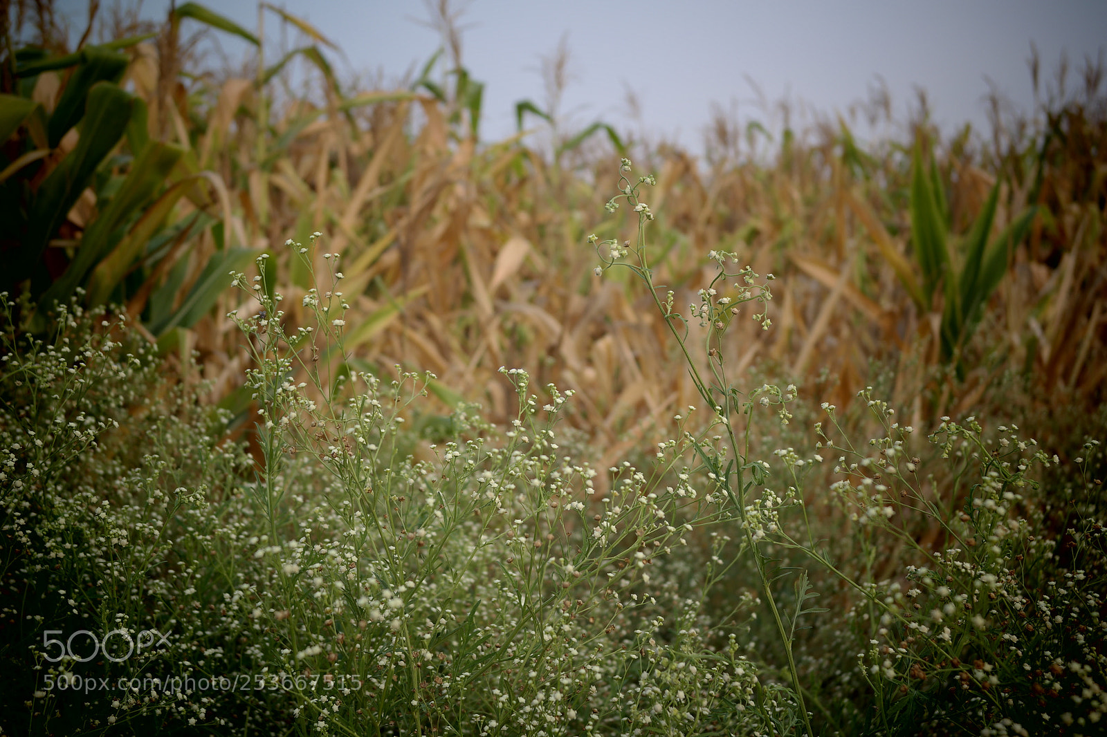 Samsung NX2000 sample photo. Morning ride photography