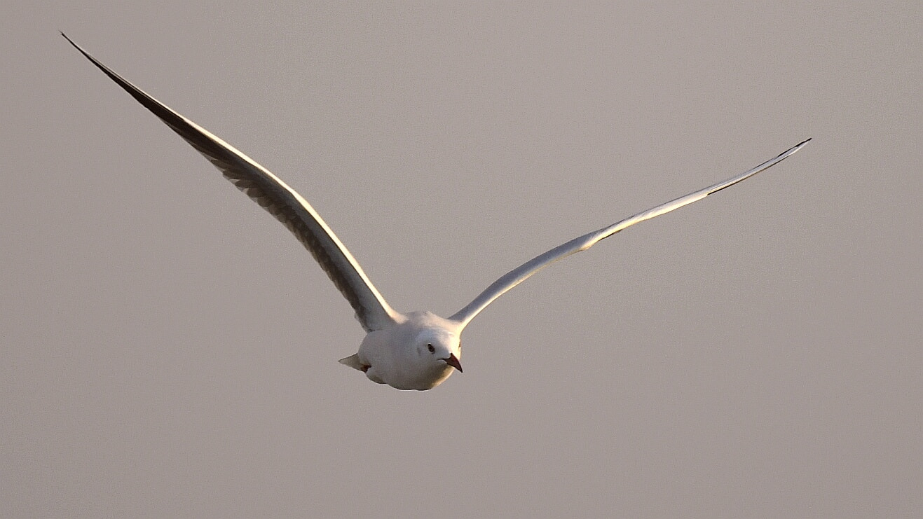 Nikon AF-S Nikkor 200-500mm F5.6E ED VR sample photo. Seagull photography