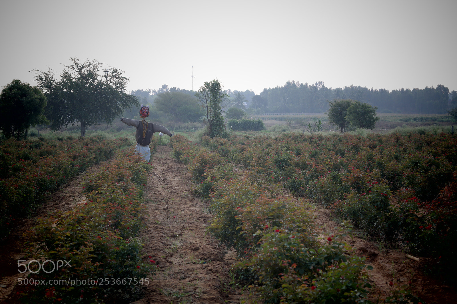 Samsung NX2000 sample photo. Morning ride photography