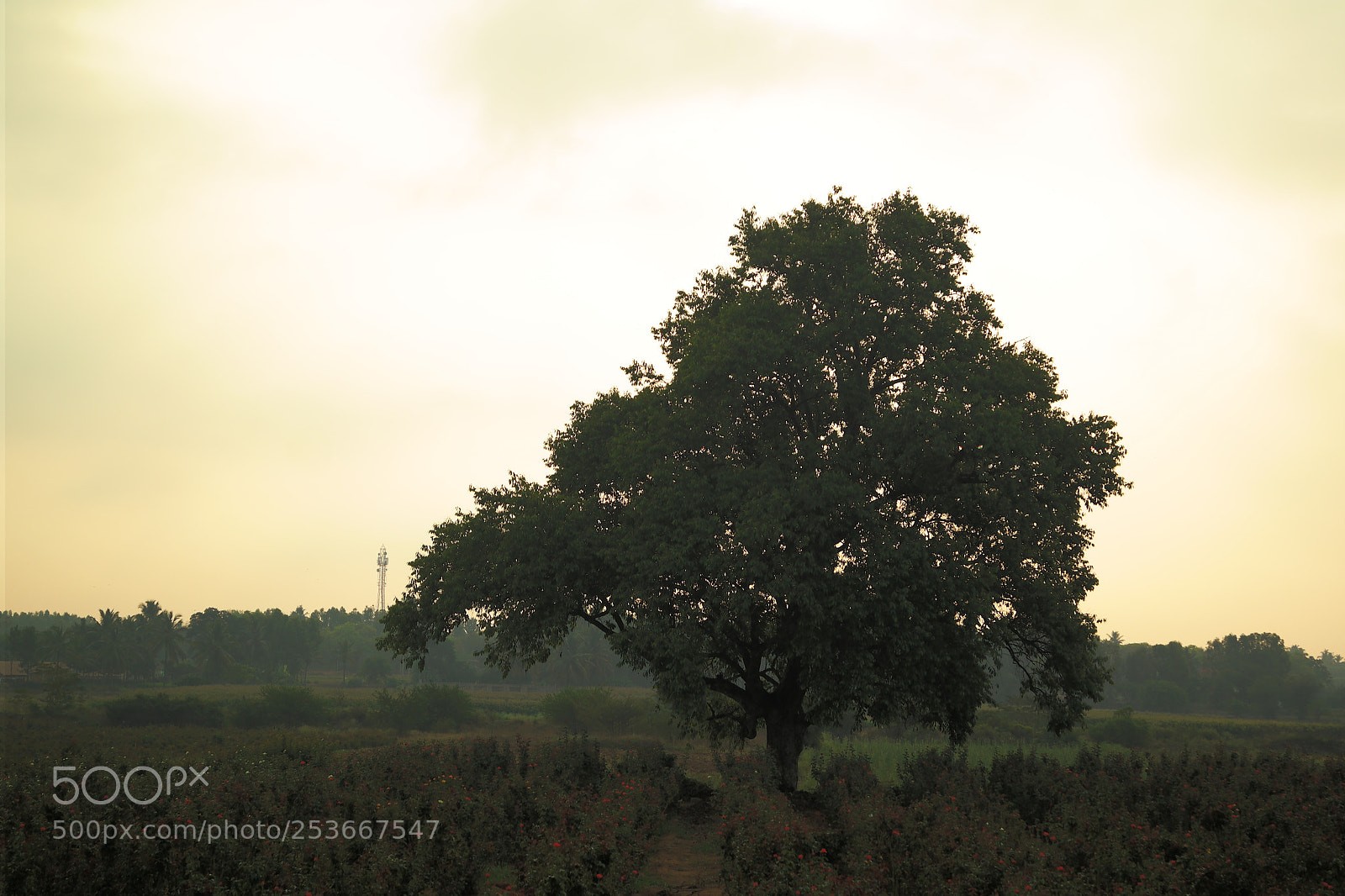 Samsung NX2000 sample photo. Morning ride photography