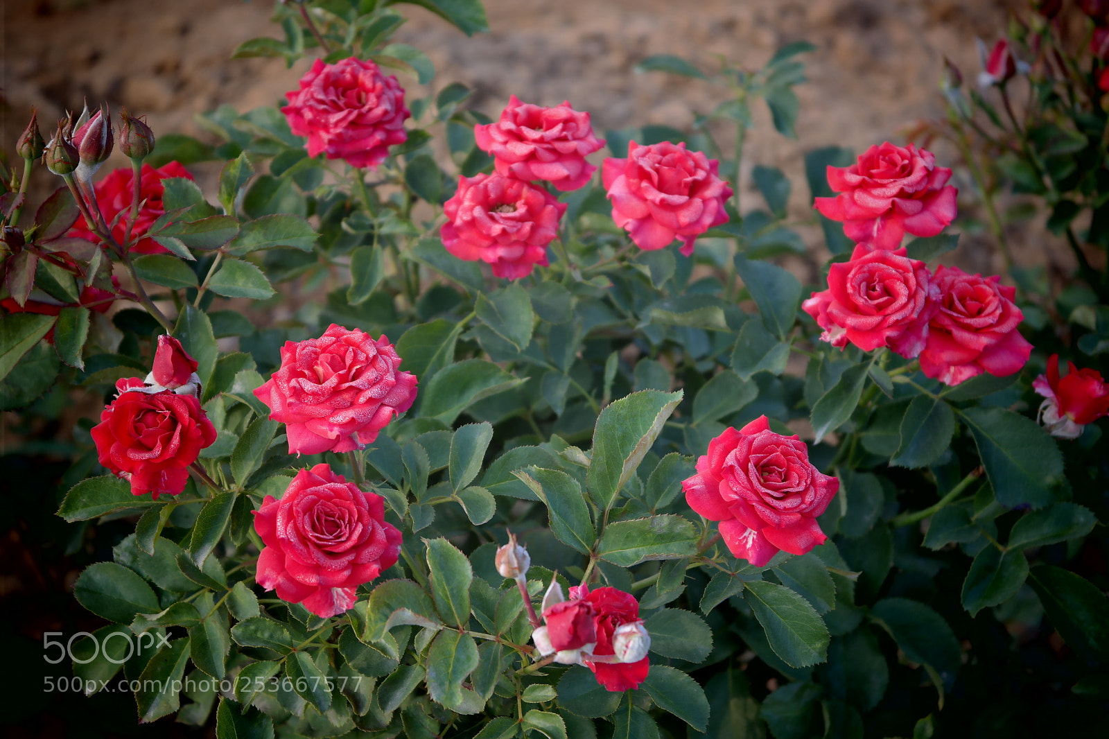Samsung NX2000 sample photo. Morning ride photography