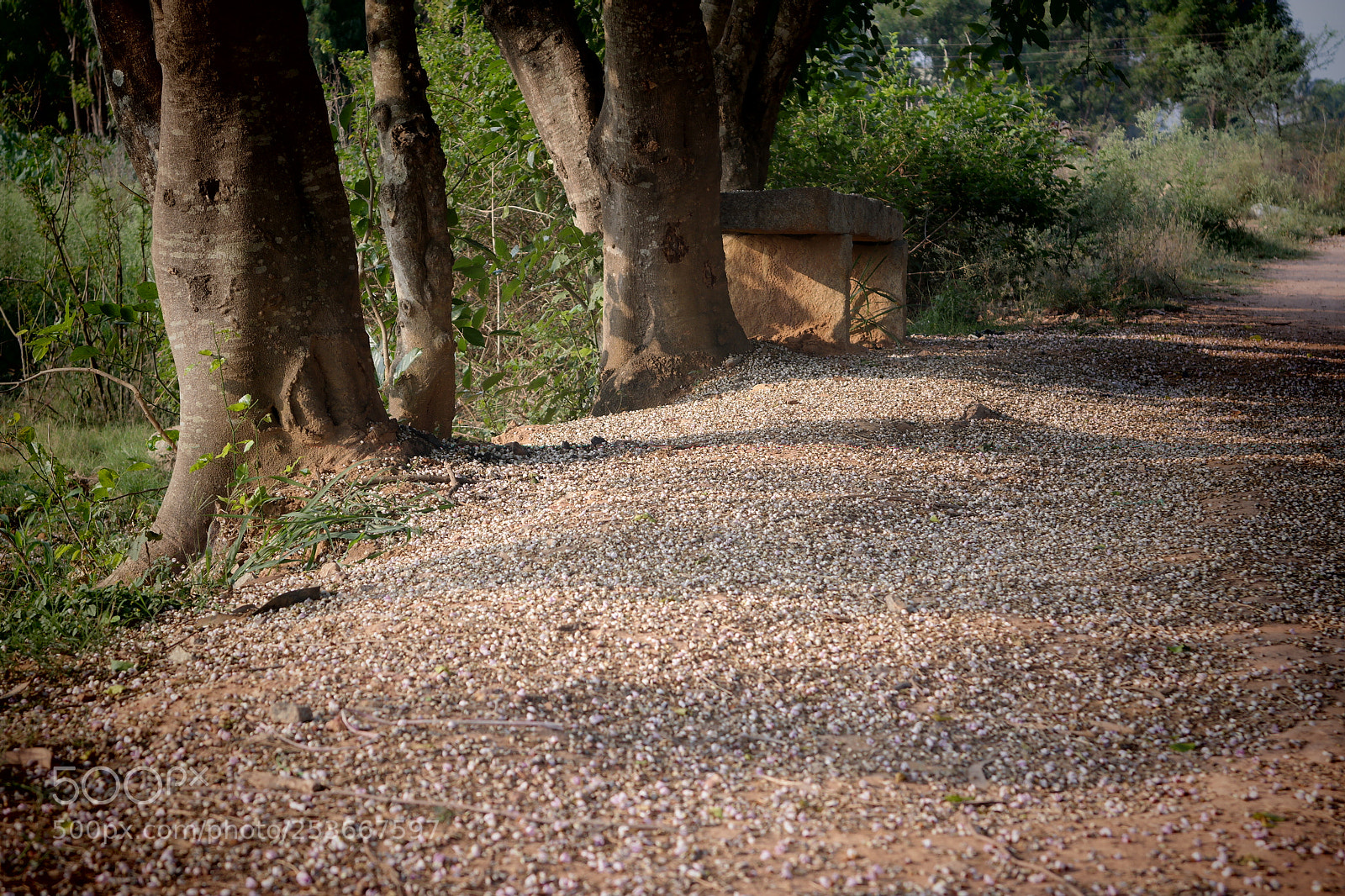 Samsung NX2000 sample photo. Morning ride photography