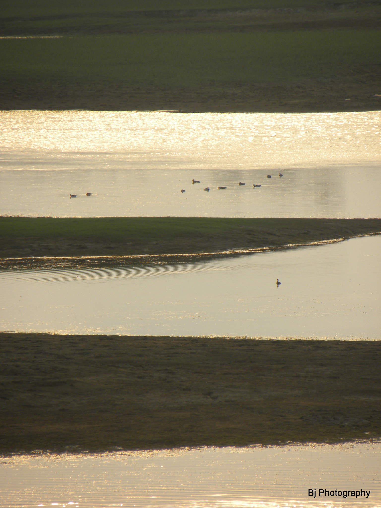 Nikon Coolpix P90 sample photo. Ducks photography