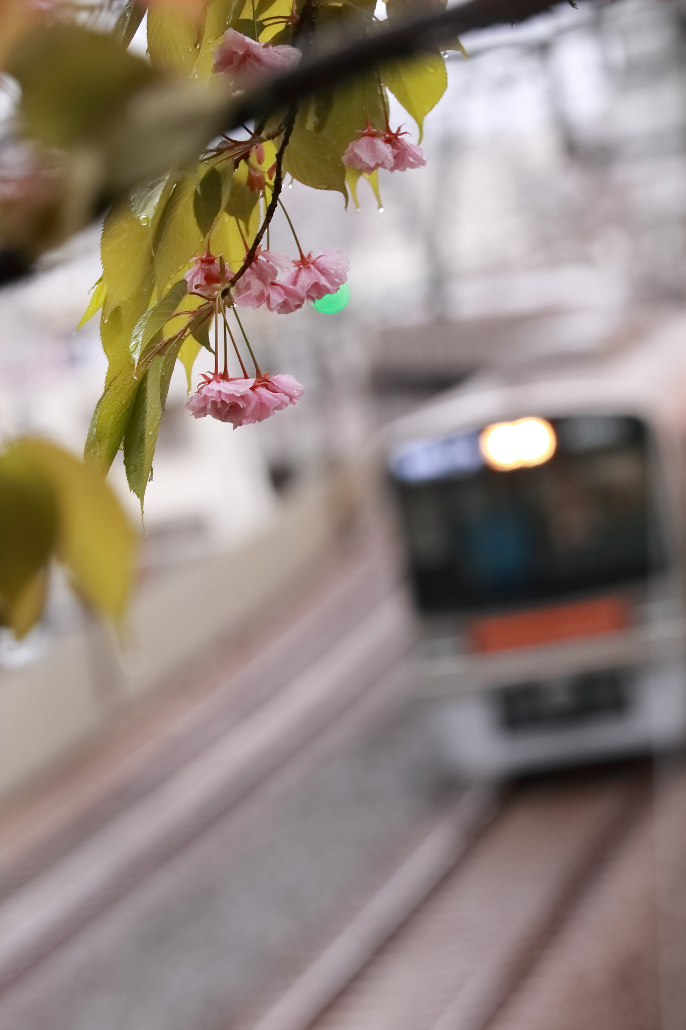 Canon EOS 7D Mark II + Sigma 50-100mm F1.8 DC HSM Art sample photo. Cherry blossom photography