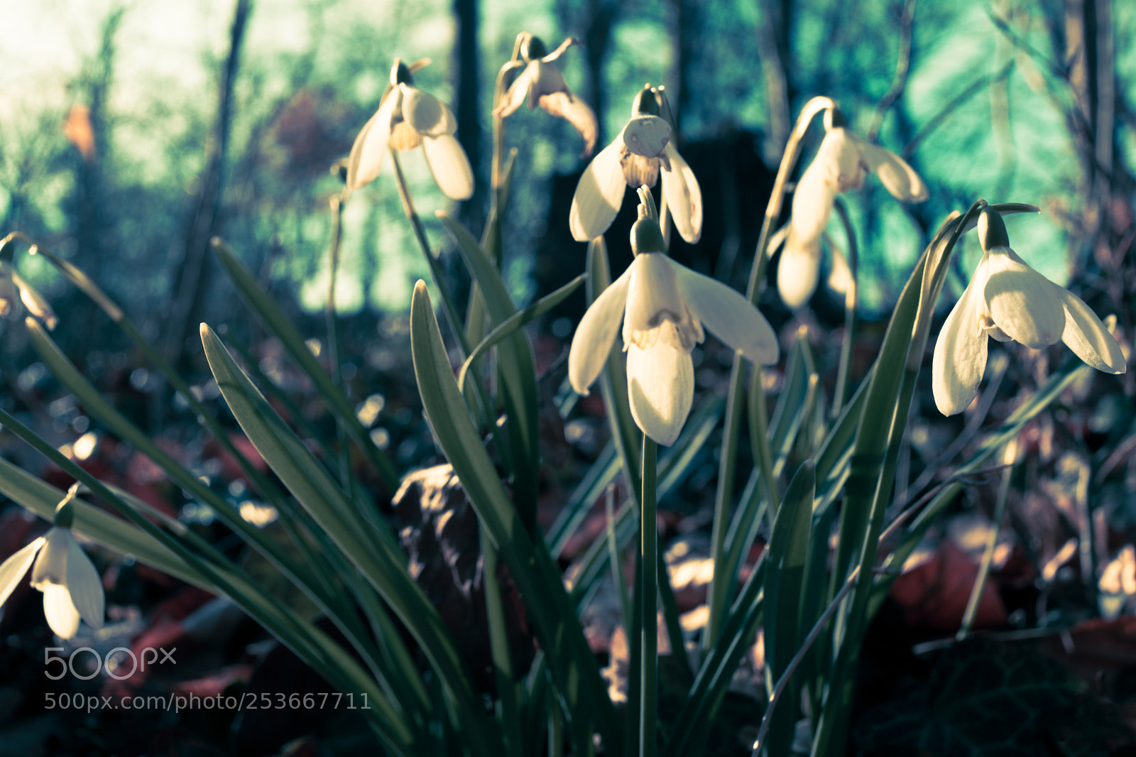 Sony Cyber-shot DSC-RX1 sample photo. Blurry snowdrop flower from photography