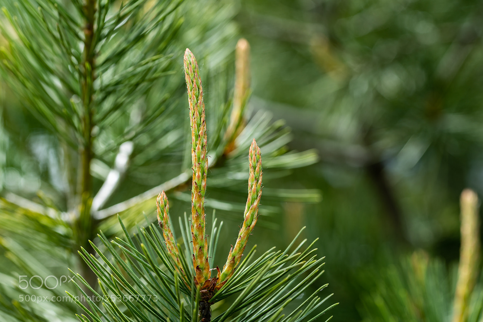 Sony a7R III sample photo. Untitled photography