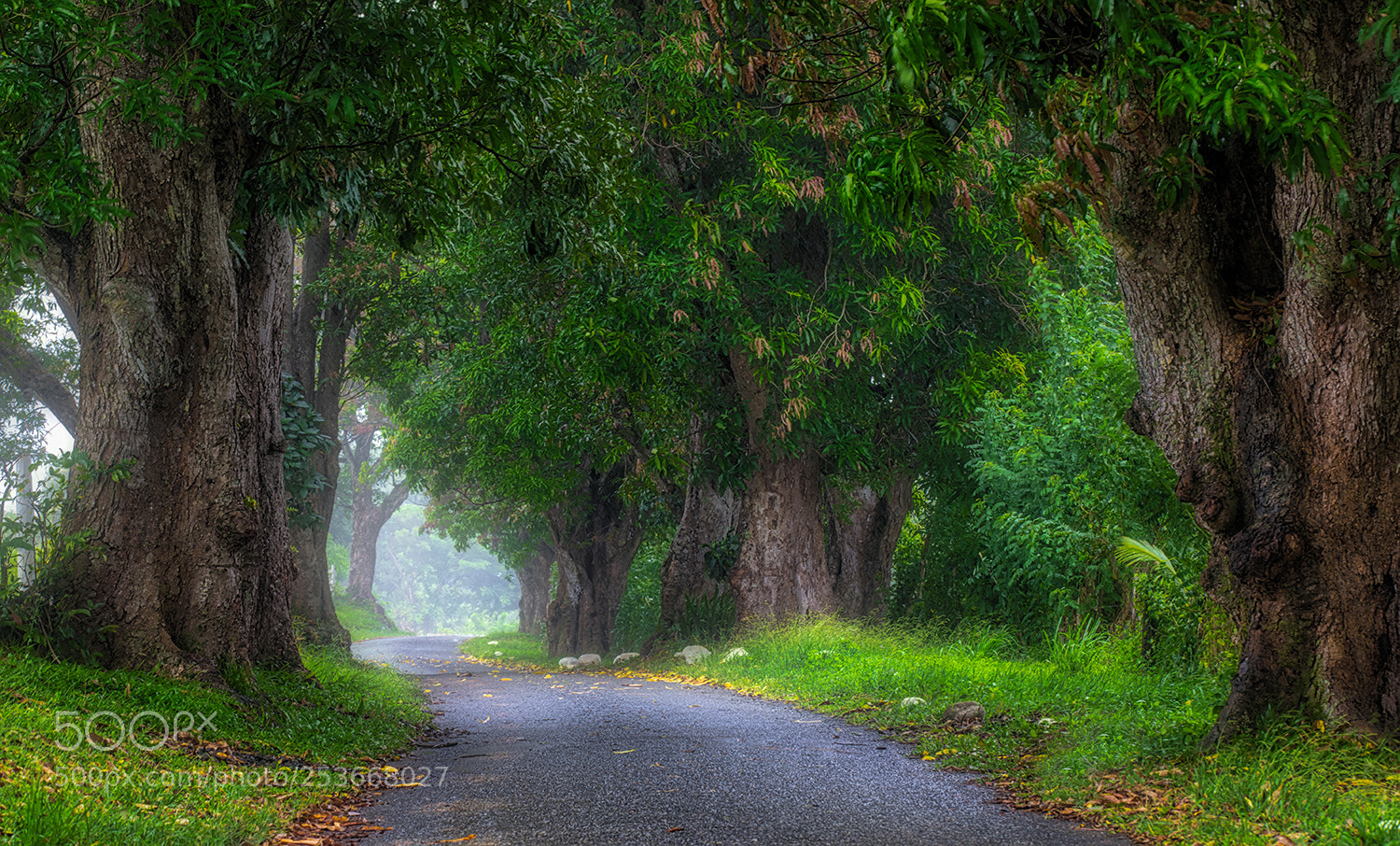 Canon EOS 5D Mark IV sample photo. Mango road photography