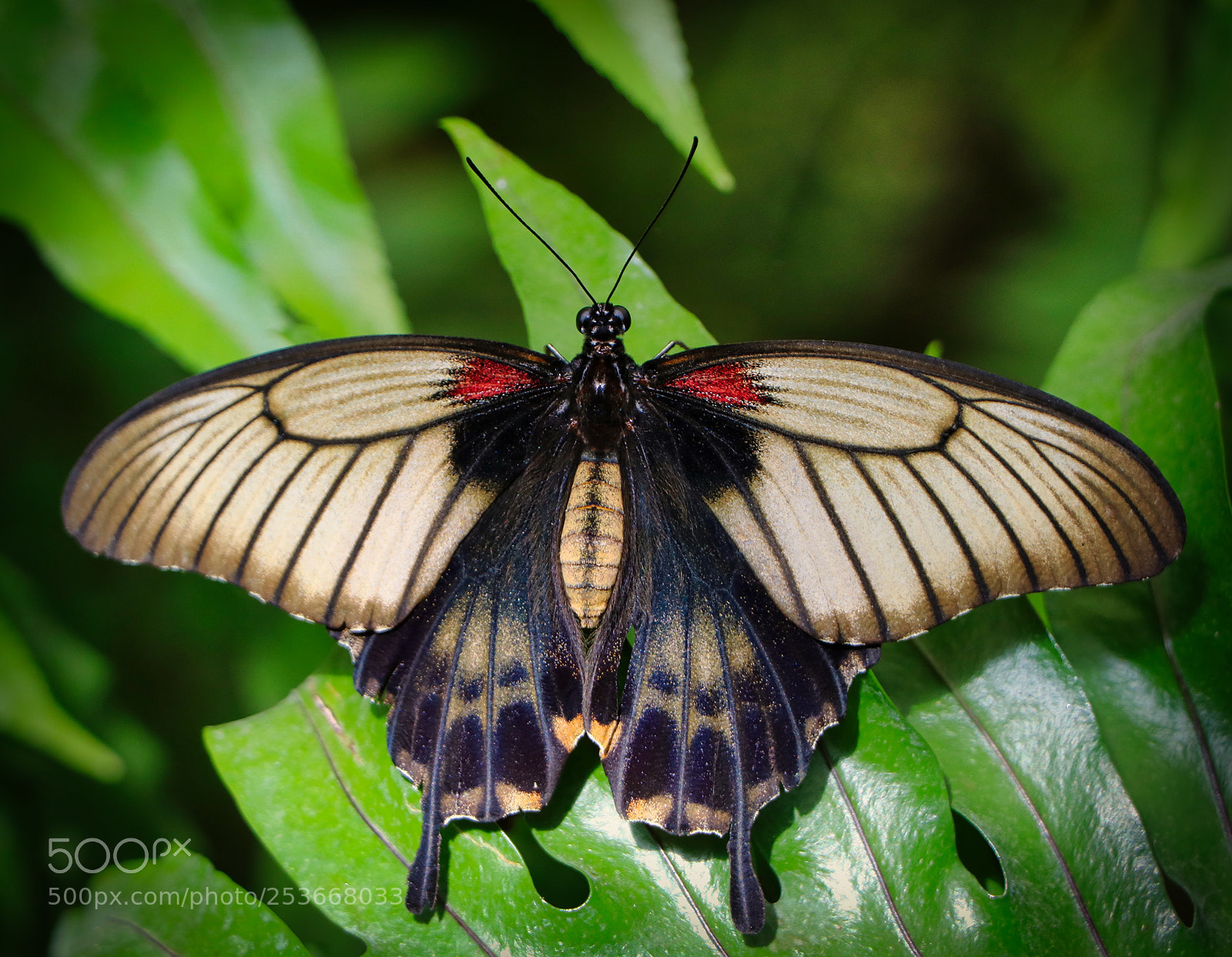 Canon EOS 80D sample photo. Butterfly, papilio memnon photography