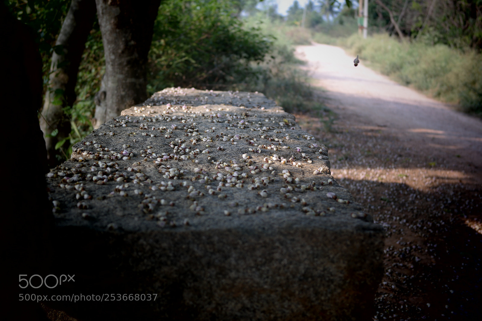 Samsung NX2000 sample photo. Morning ride photography