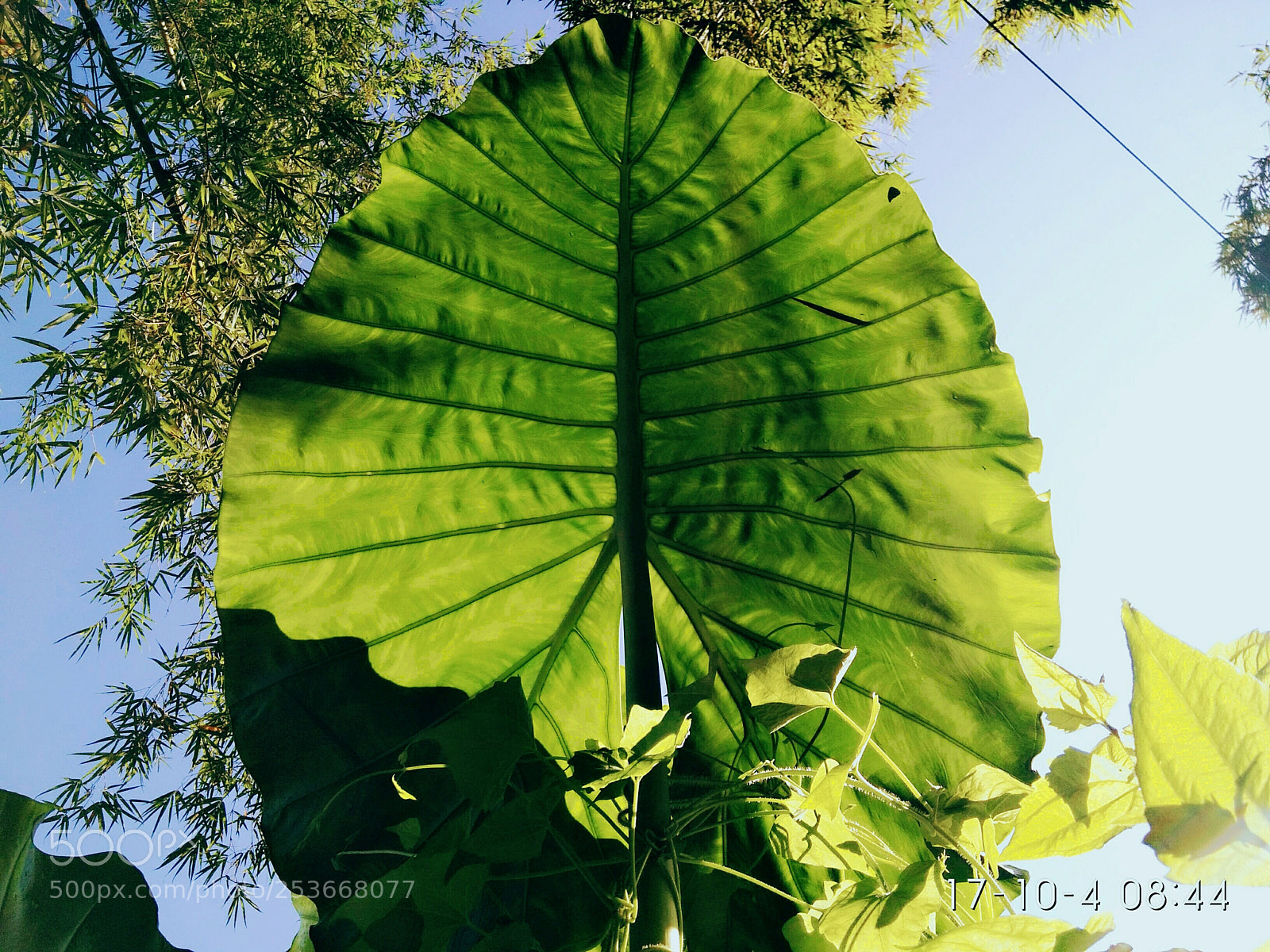 Xiaomi Redmi 4 Pro sample photo. The light of the photography