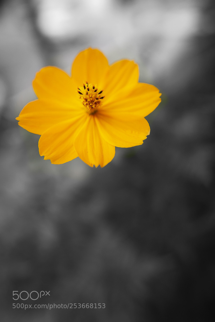 Sony a6000 sample photo. Yellow flower photography