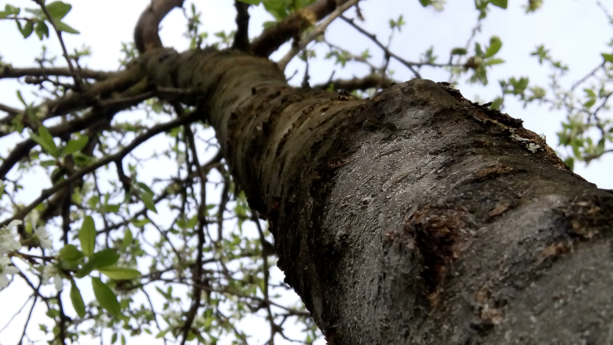 Lenovo VIBE K10 sample photo. Tree photography