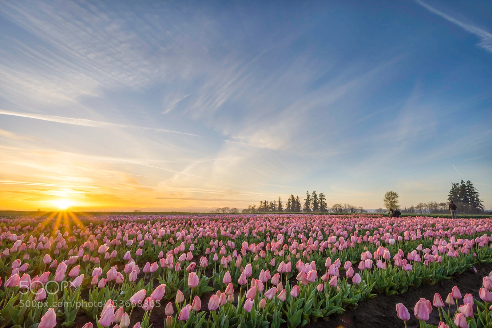 Nikon D7200 sample photo. Sunbeams kissing the tulip photography