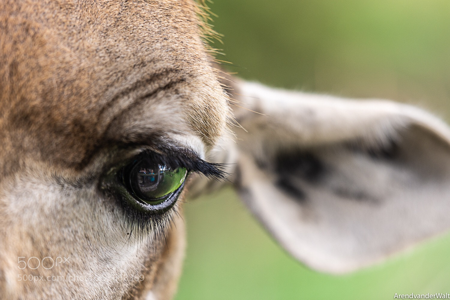 Nikon D7200 sample photo. Closeup of giraffe eye photography