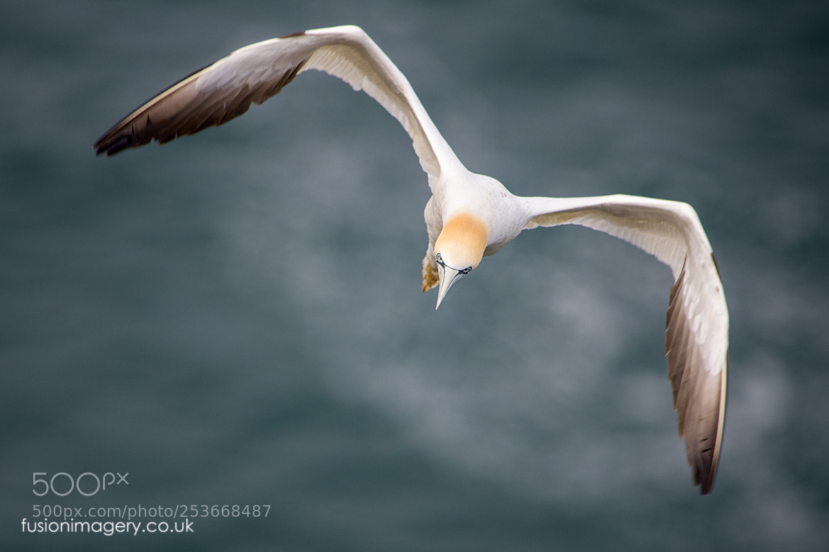 Nikon D850 sample photo. Gannet (morus bassanus) photography