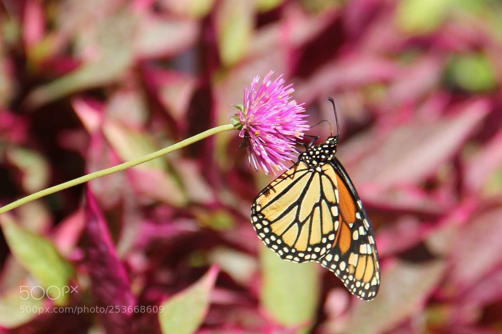 Canon EOS 600D (Rebel EOS T3i / EOS Kiss X5) sample photo. Monarch butterfly - kral photography