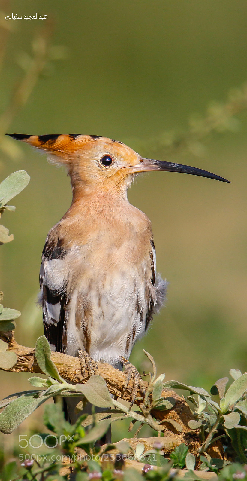 Canon EOS 7D Mark II sample photo. Hoopoe - هدهد photography