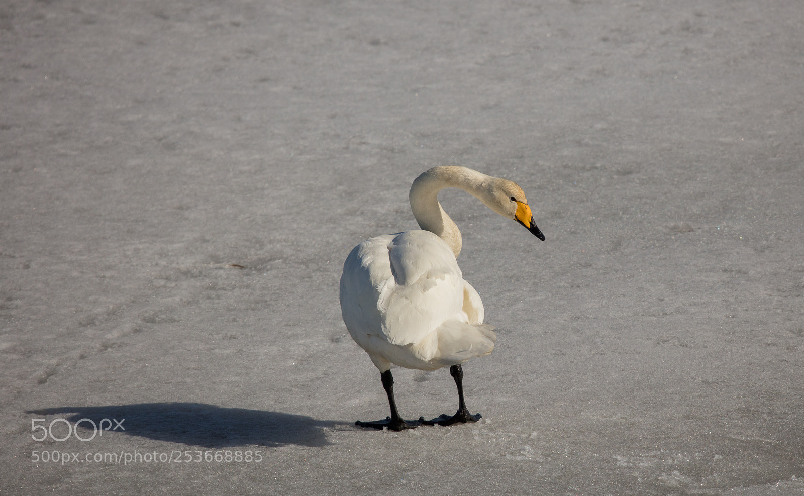 Canon EOS 5DS sample photo. Whooper swan photography