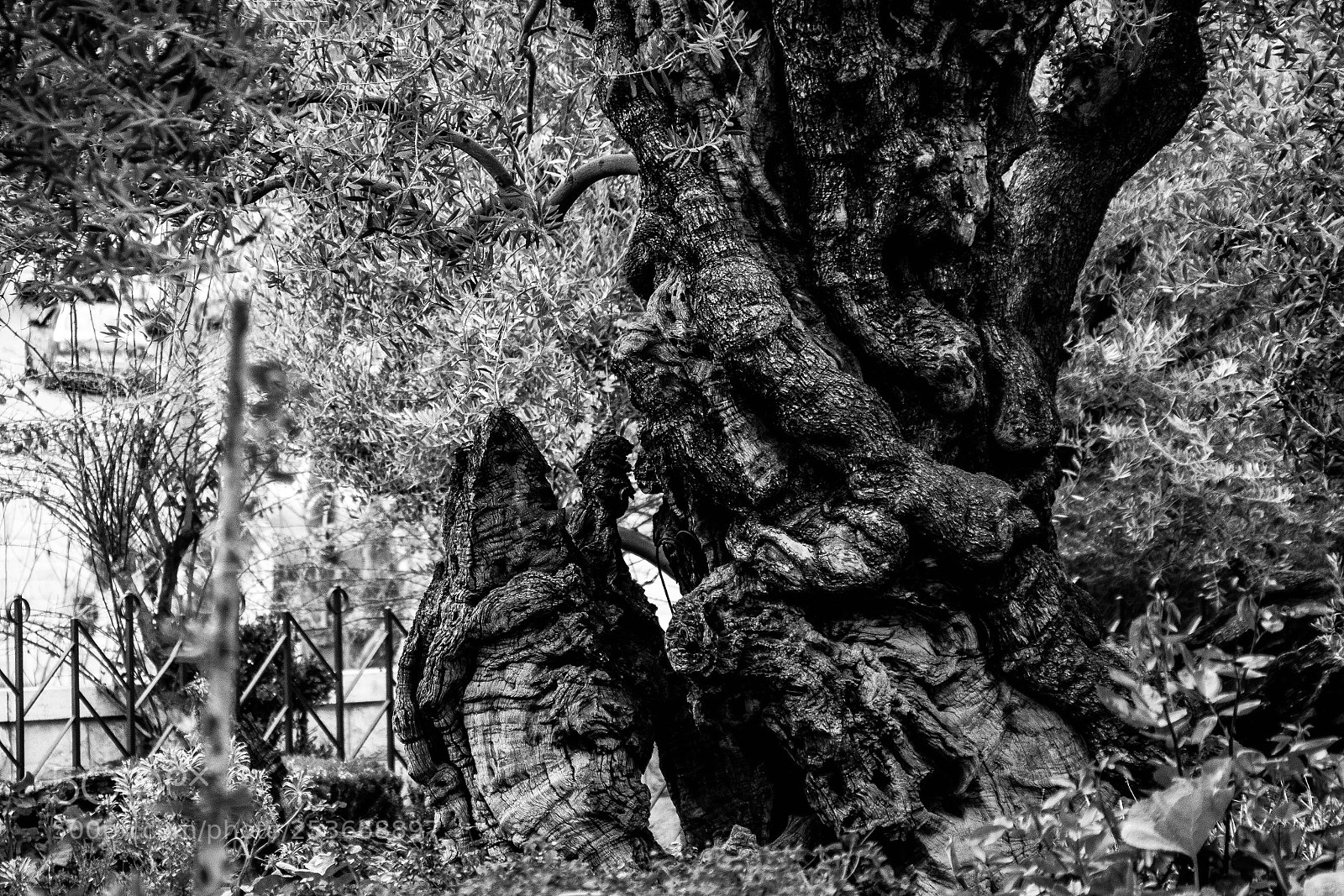 Canon EOS 70D sample photo. Olive tree photography