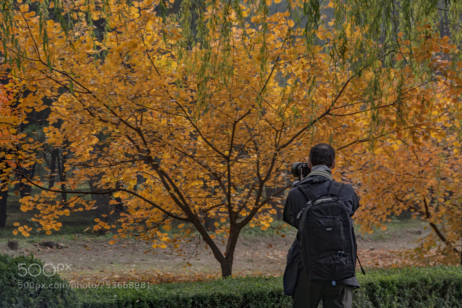 Nikon D5200 sample photo. The photographer... photography