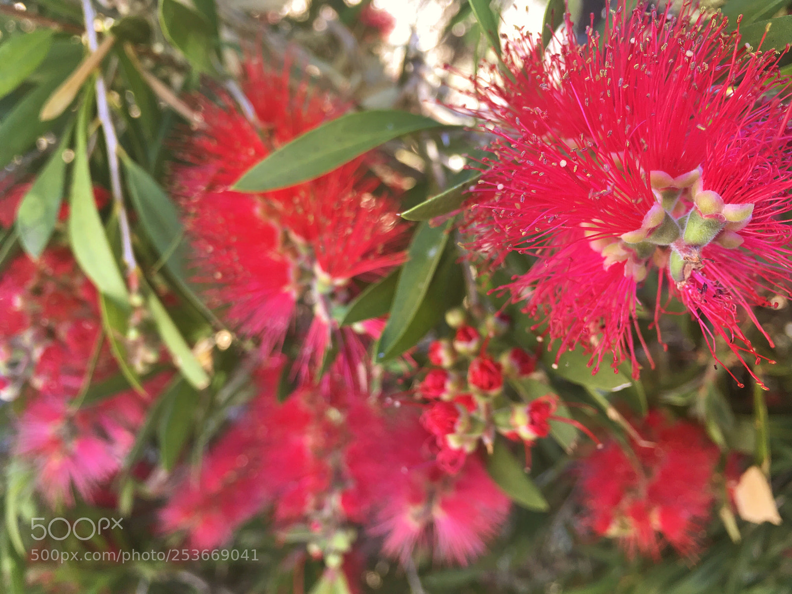 Apple iPhone 6s Plus sample photo. Powder puff. photography