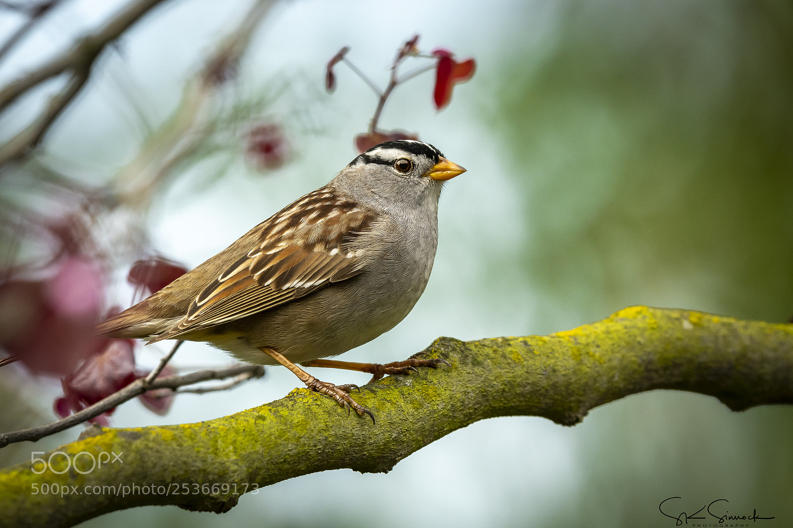 Nikon D850 sample photo. White crowned sparrow photography