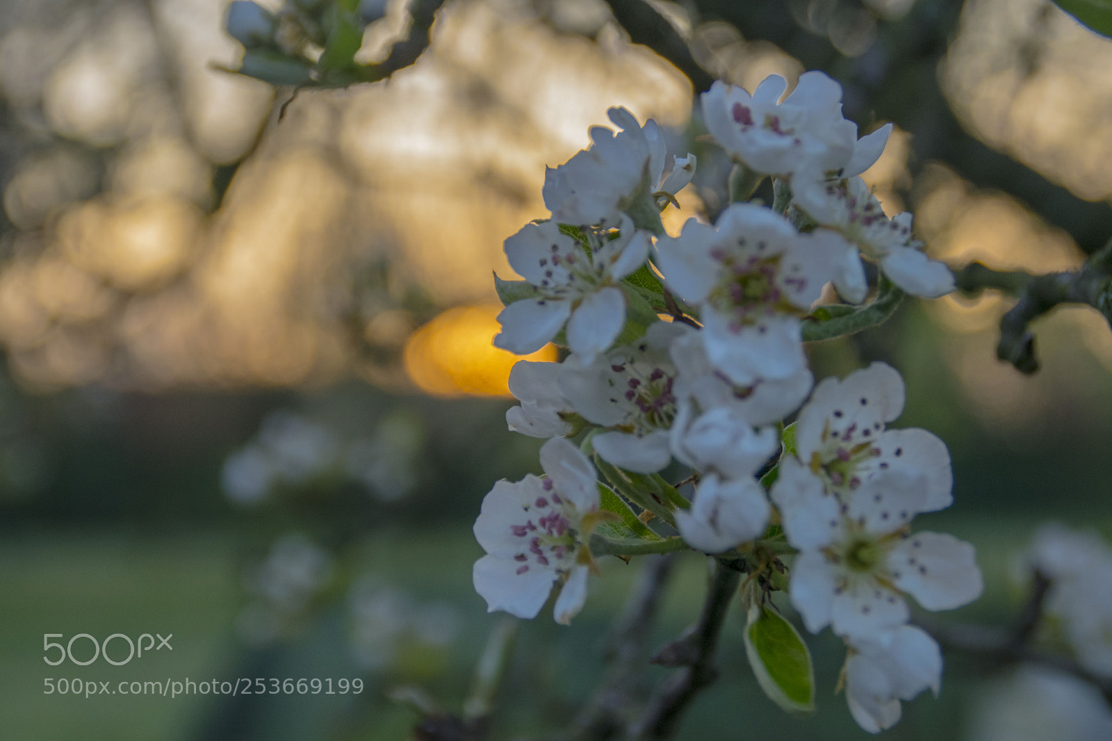 Nikon D3300 sample photo. Sunrise on a spring photography