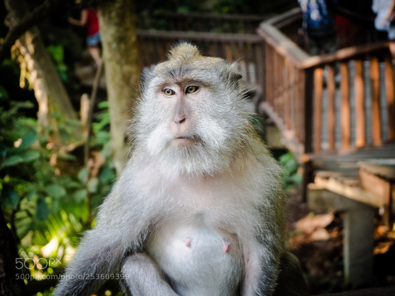 Olympus OM-D E-M10 II sample photo. Monkey king photography