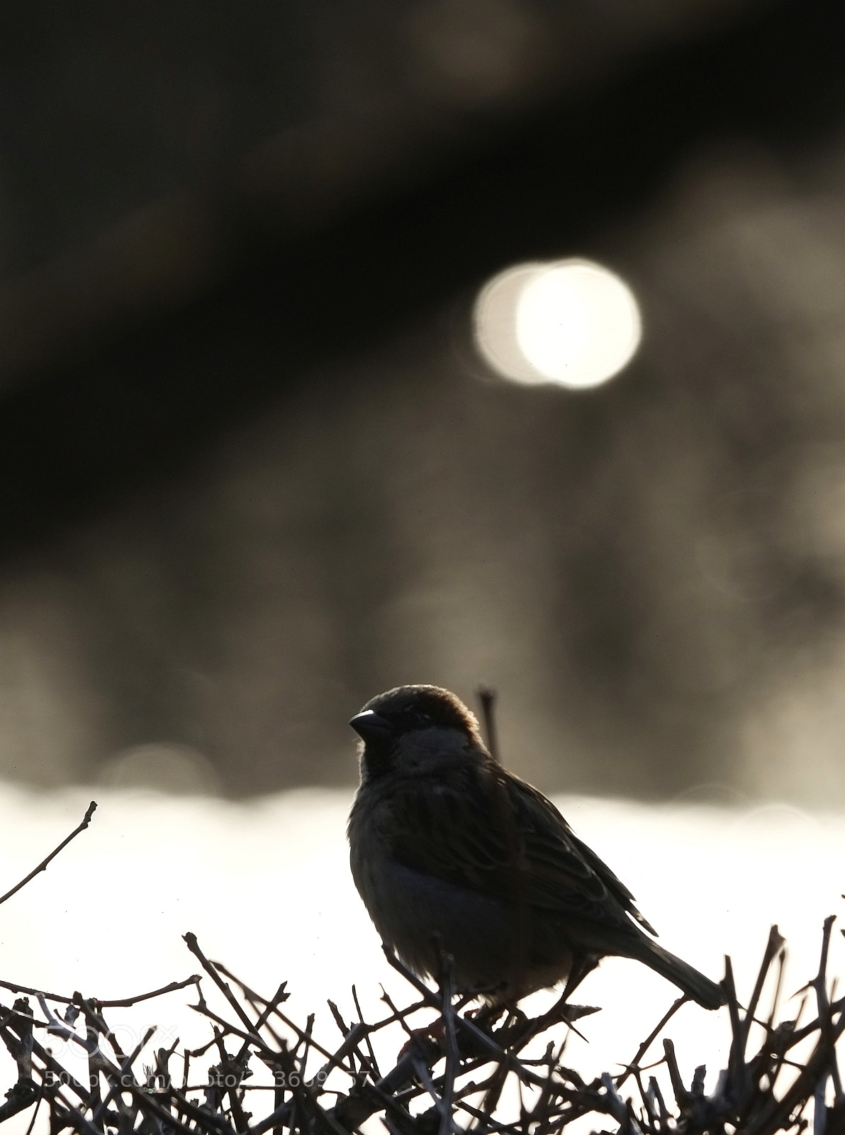 Fujifilm X-E1 sample photo. Holy sparrow :) photography