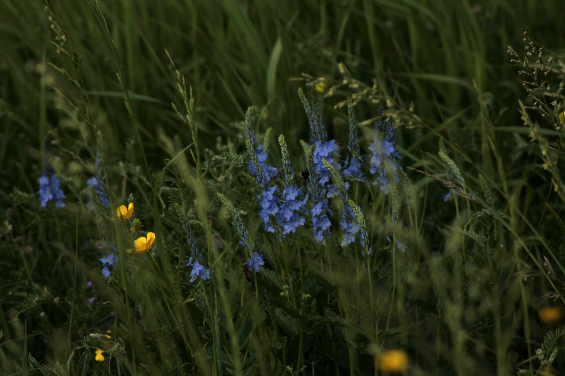 Canon EOS 1000D (EOS Digital Rebel XS / EOS Kiss F) sample photo. Img photography