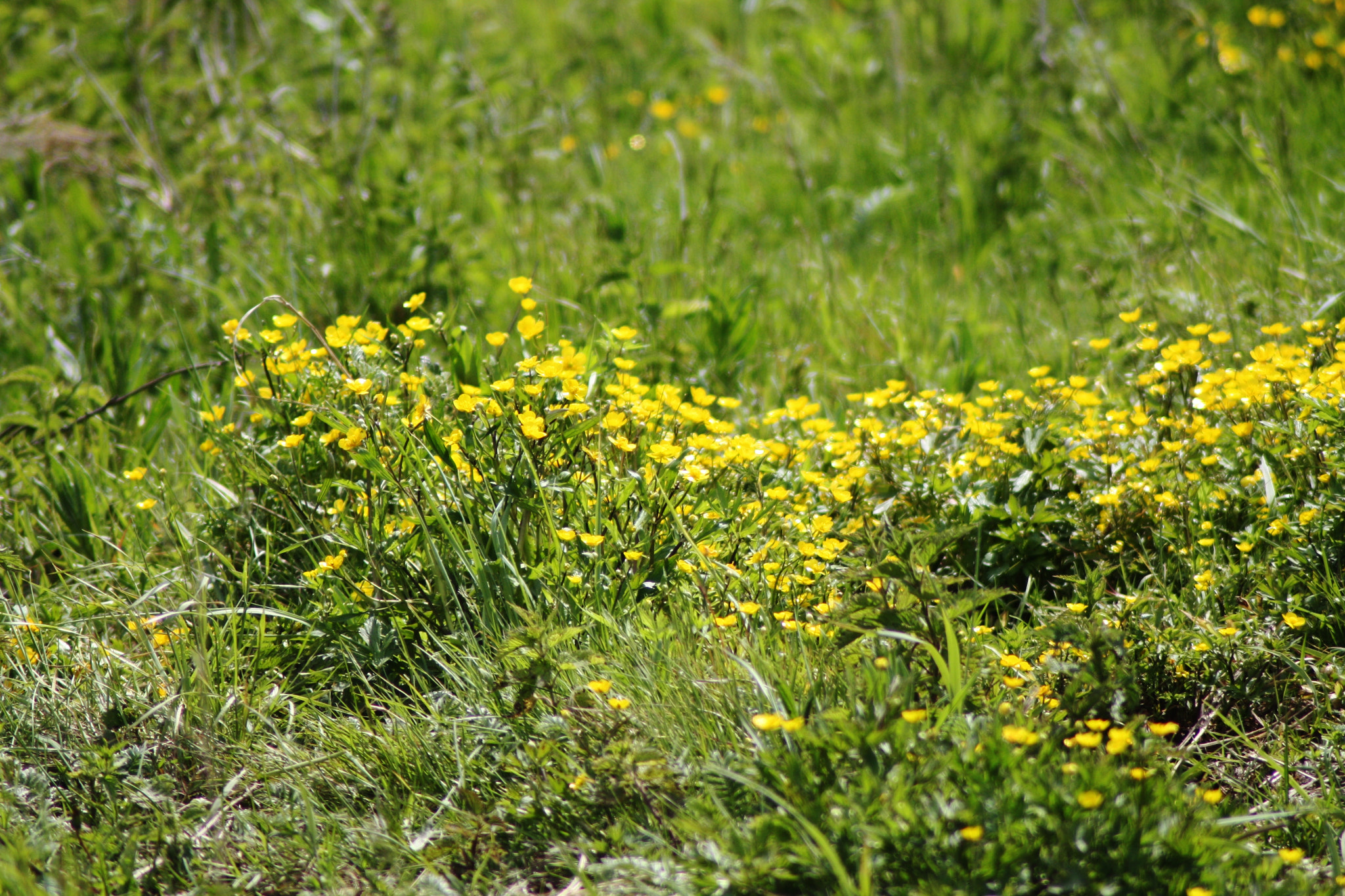 Canon EOS 1000D (EOS Digital Rebel XS / EOS Kiss F) sample photo. Img photography