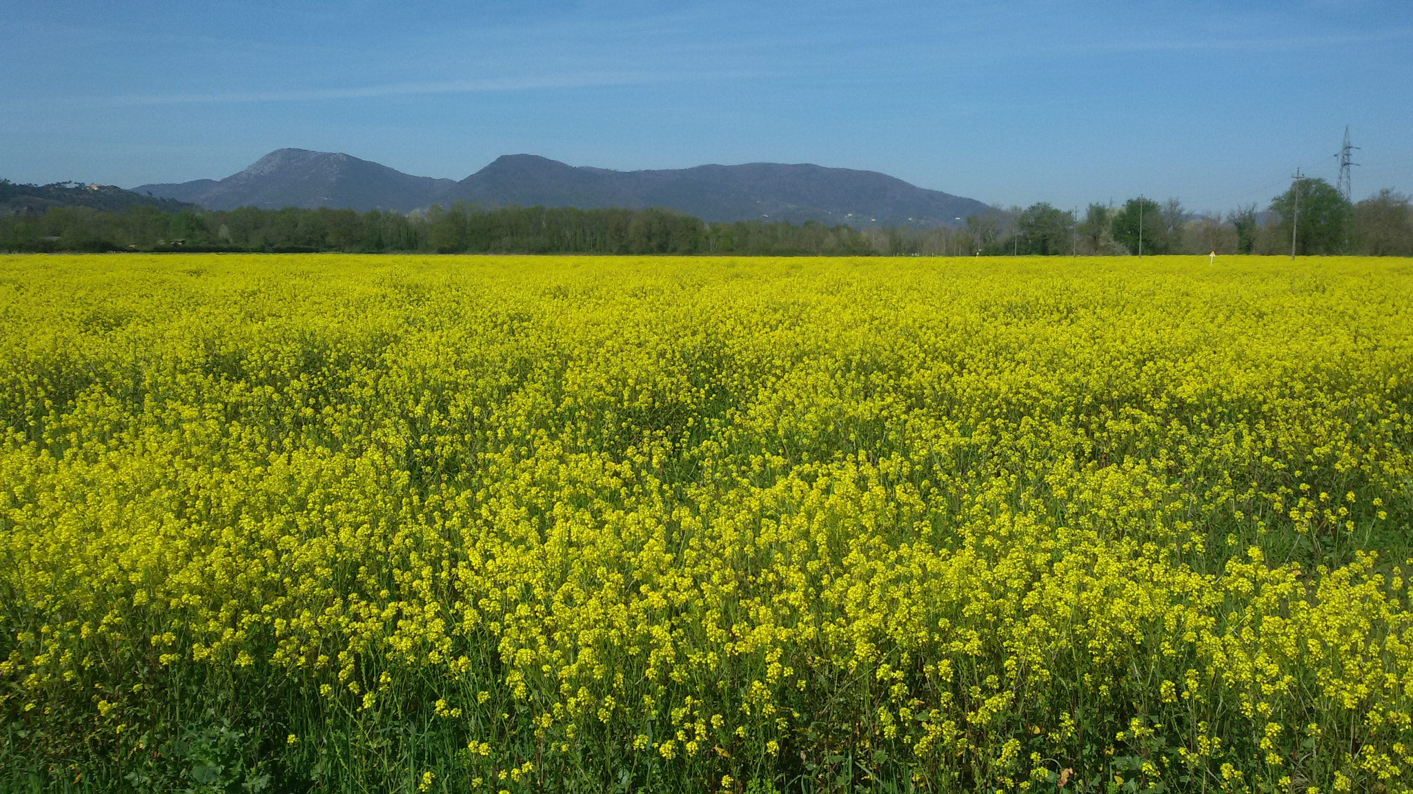 Samsung Galaxy S3 Neo sample photo. Yellow field photography