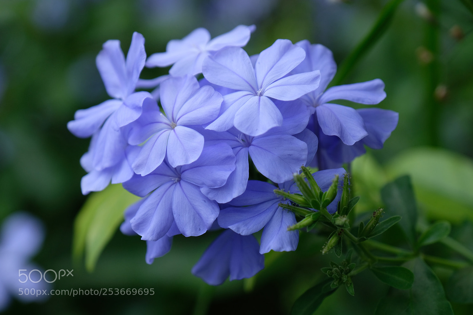 Fujifilm X-T20 sample photo. Morning flower photography