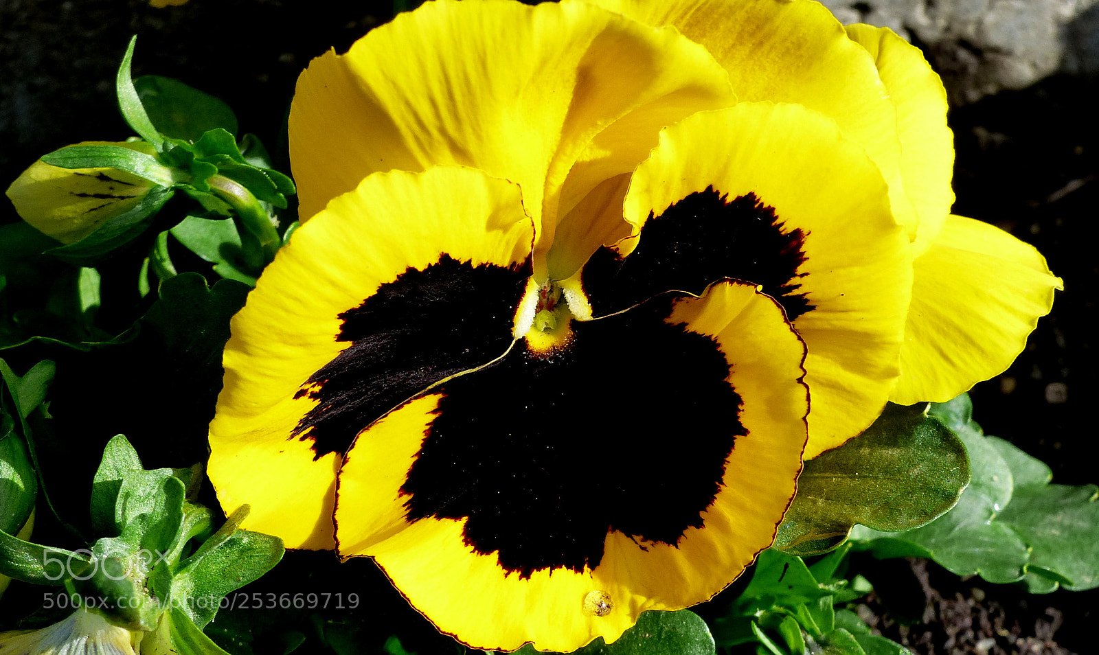 Panasonic Lumix DMC-FZ200 sample photo. Yellow pansy. photography
