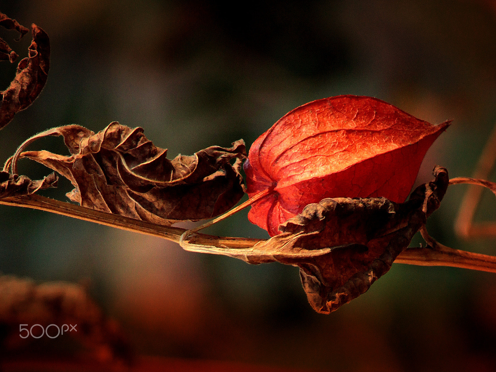 Canon EF-S 55-250mm F4-5.6 IS STM sample photo. Fisalis photography