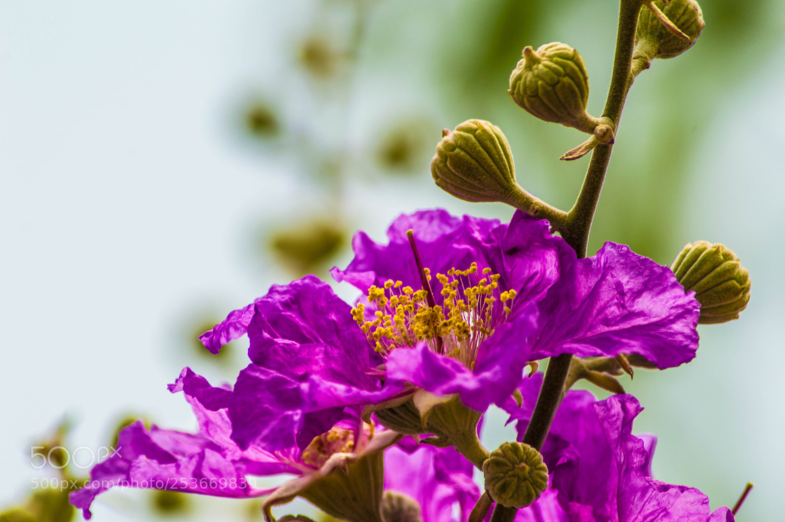 Nikon D3200 sample photo. The flora photography