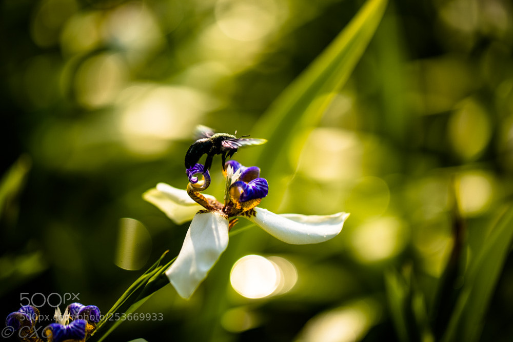 Canon EOS 5D Mark IV sample photo. Flower -5 photography