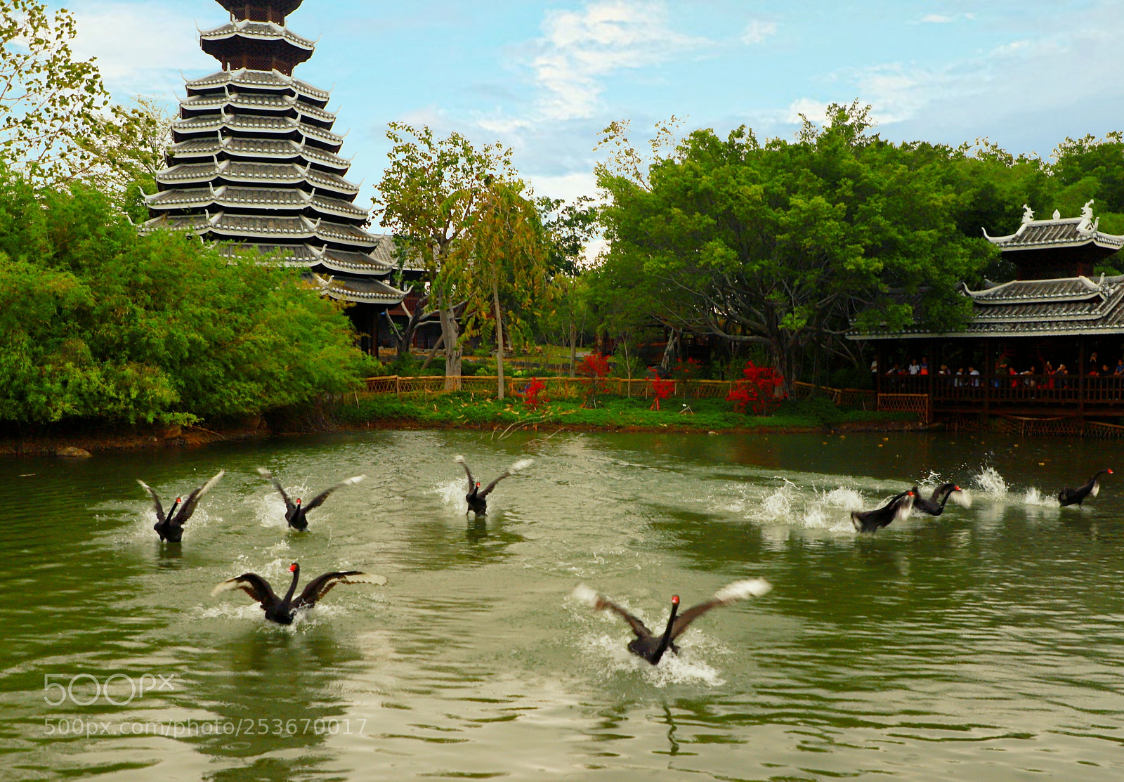 Canon EOS 6D Mark II sample photo. Dance of the swans photography