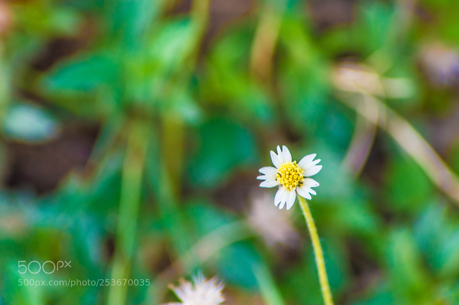 Nikon D3200 sample photo. Micro flower photography