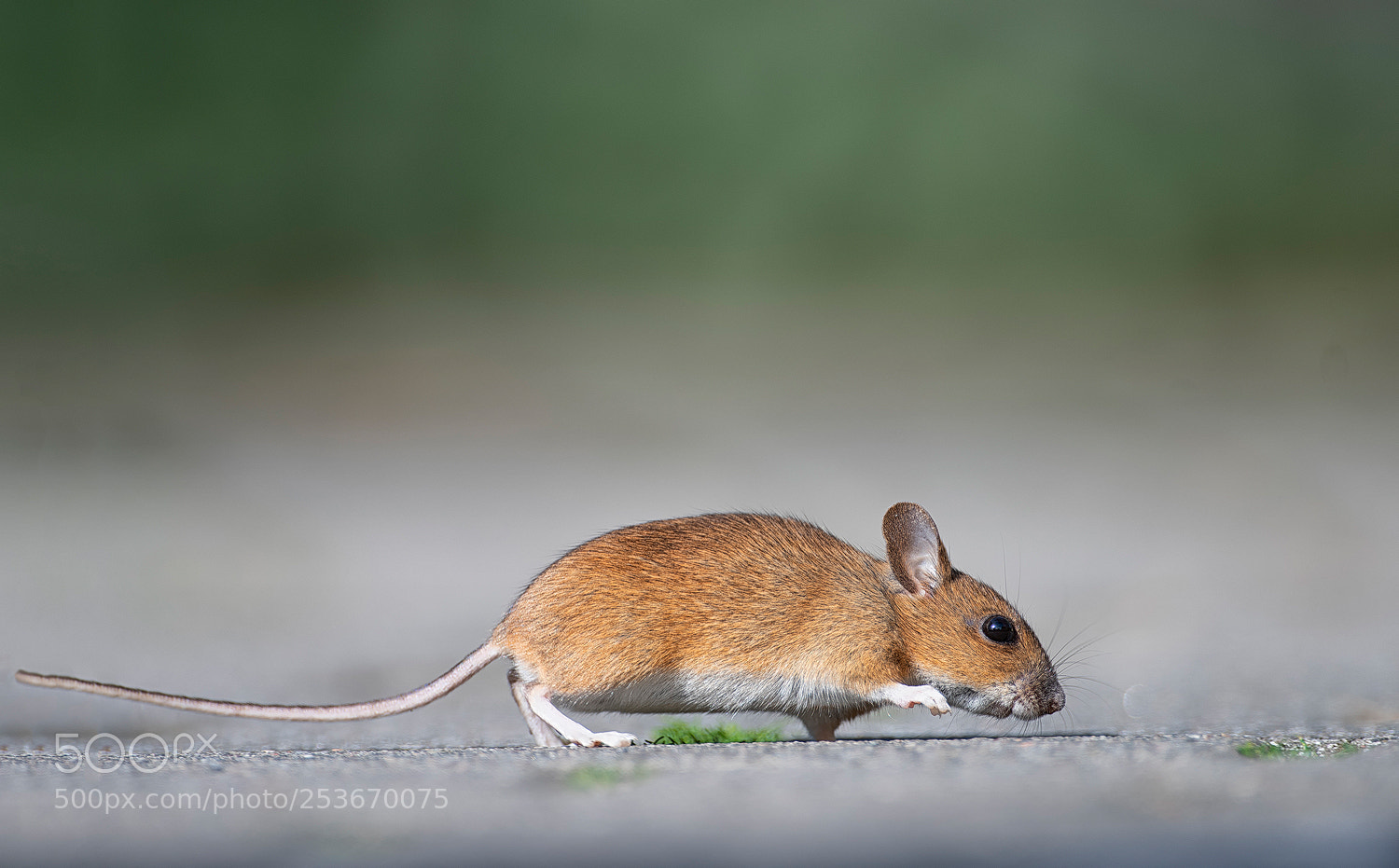 Nikon D500 sample photo. Mouse ii photography