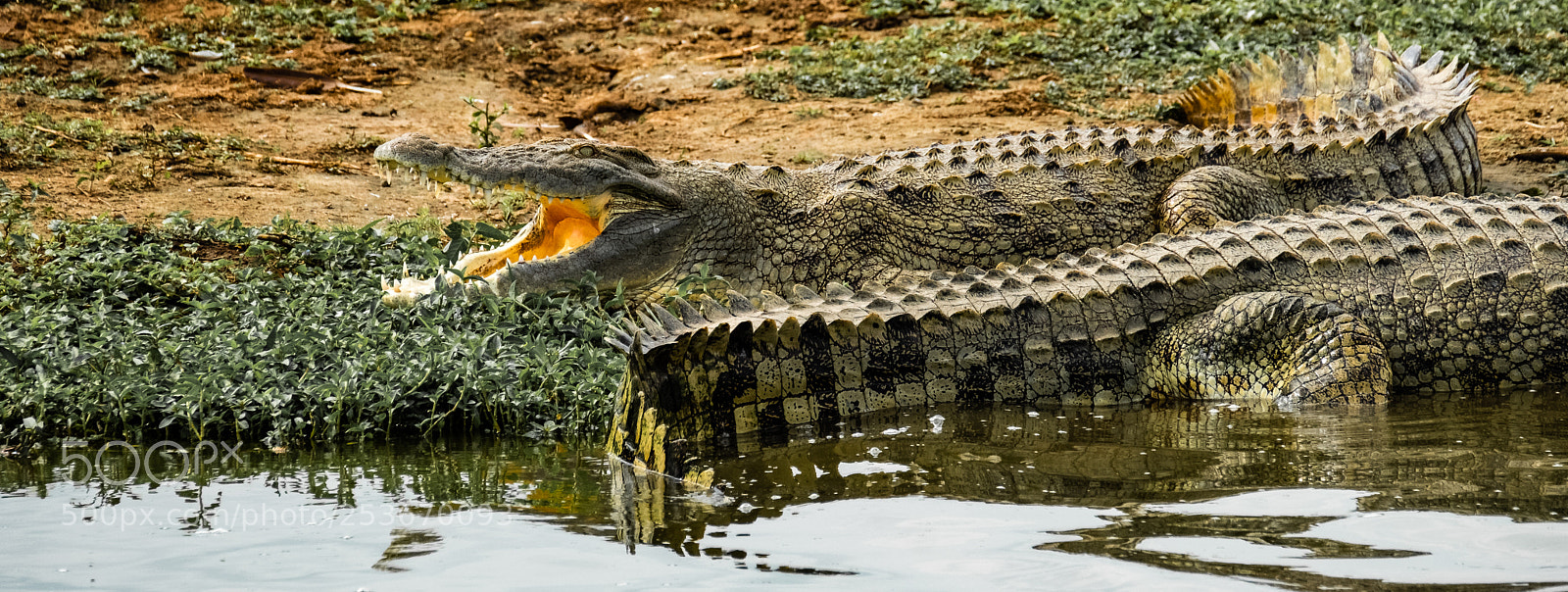 Fujifilm X-T2 sample photo. Croc 1 photography
